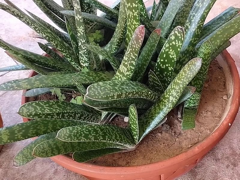 Gasteria Dicta | Gasteria | Aloaceae