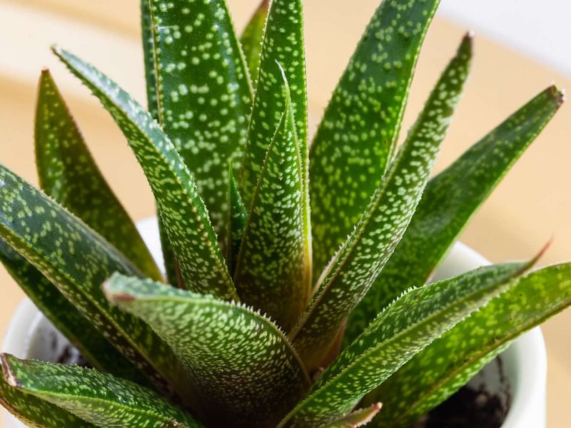 Gasteria Dicta | Gasteria | Aloaceae