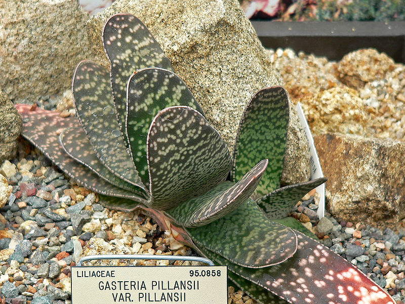Gasteria Dicta | Gasteria | Aloaceae