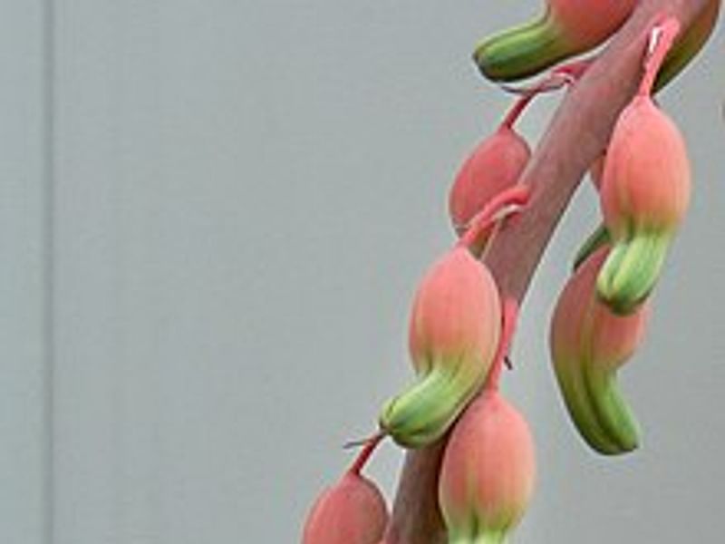 Gasteria Dicta Flower | Gasteria | Aloaceae