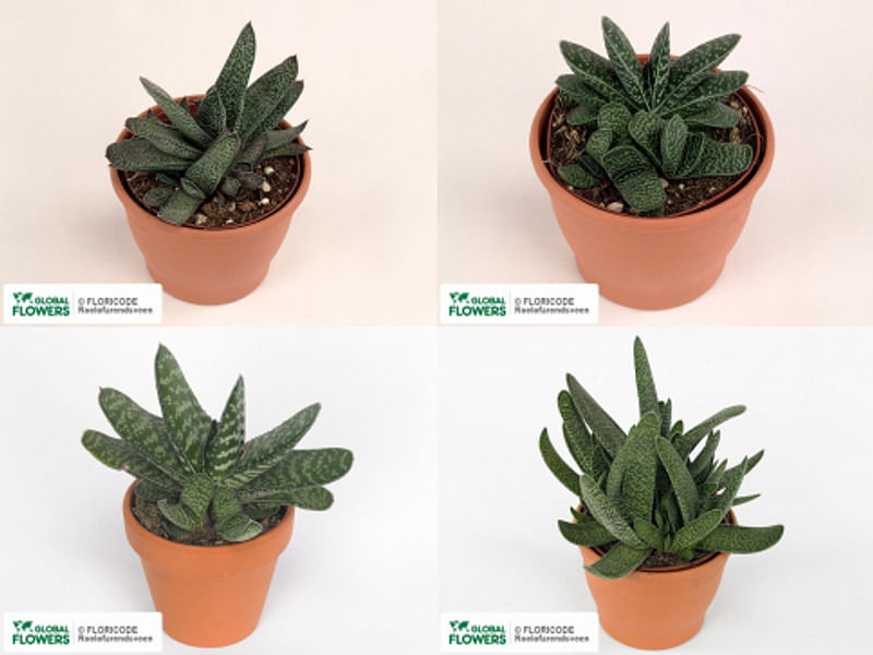 Gasteria Dicta Flower | Gasteria | Aloaceae