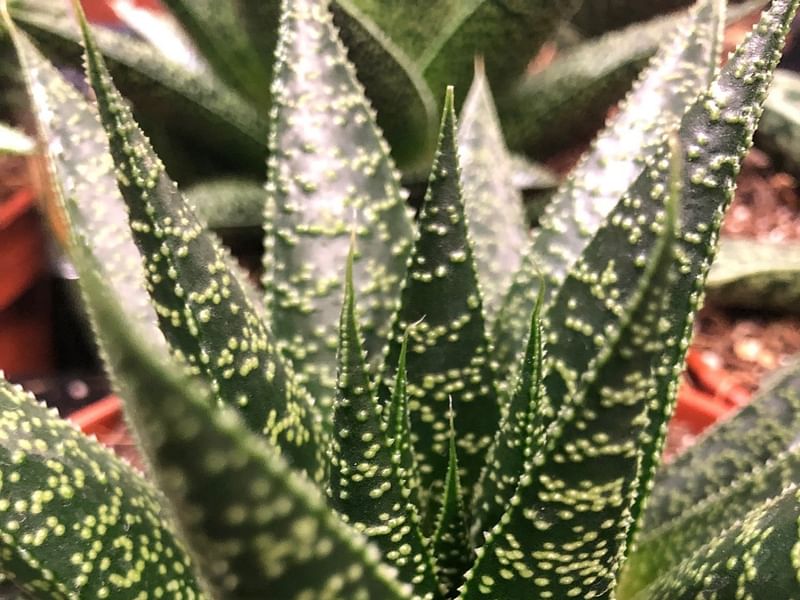 Gasteria Dicta Flower | Gasteria | Aloaceae