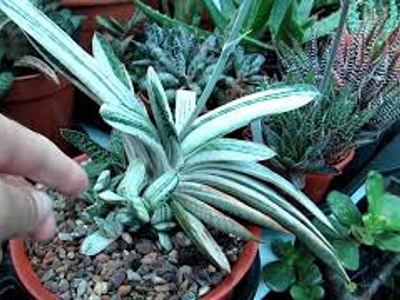 Gasteria Dicta Flower | Gasteria | Aloaceae