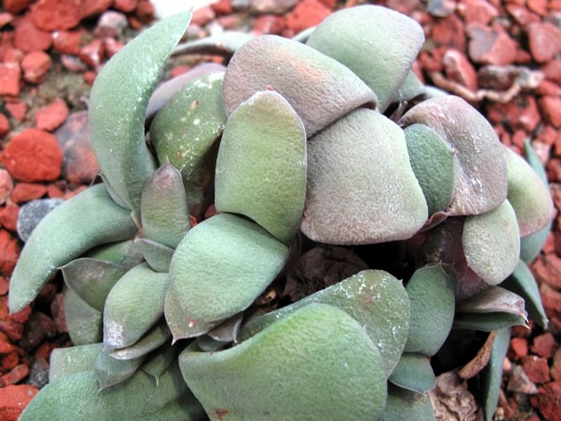 Gasteria Glomerata | Gasteria | Aloaceae