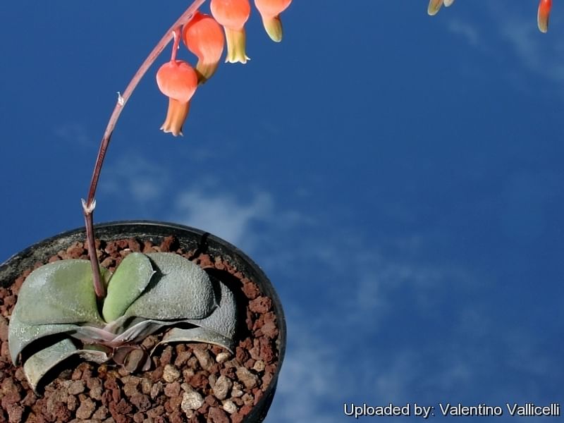 Gasteria Glomerata | Gasteria | Aloaceae