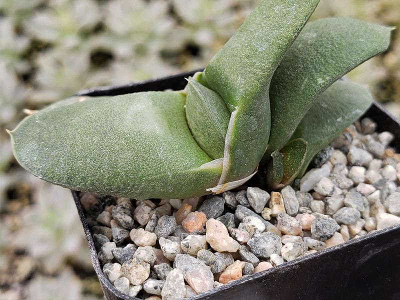 Gasteria Glomerata | Gasteria | Aloaceae