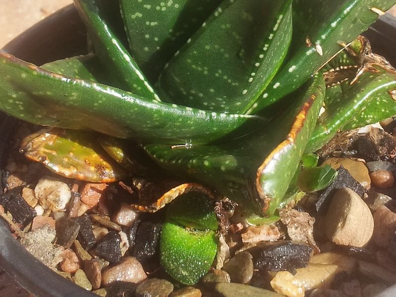 Gasteria Nitida Var. Nitida | Gasteria | Aloaceae