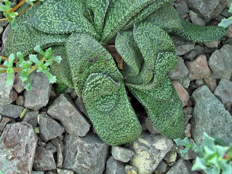 Gasteria Nitida Var. Nitida | Gasteria | Aloaceae