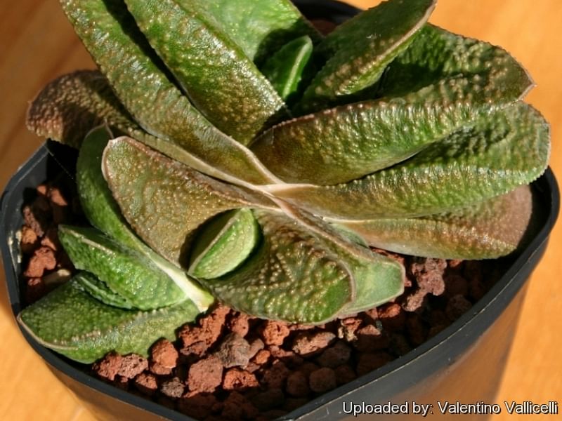 Gasteria Nitida Var. Nitida | Gasteria | Aloaceae