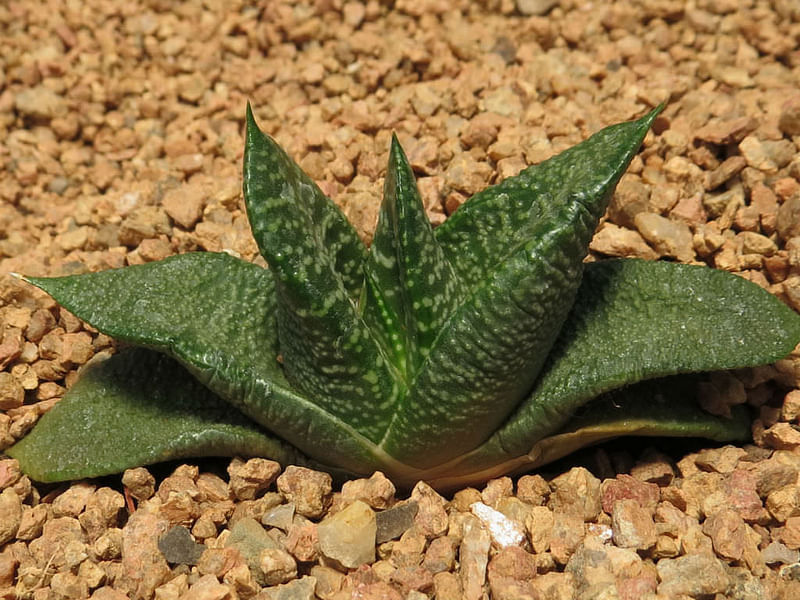 Gasteria Nitida Var. Nitida | Gasteria | Aloaceae