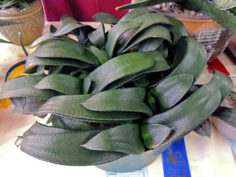 Gasteria Nitida Var. Nitida | Gasteria | Aloaceae