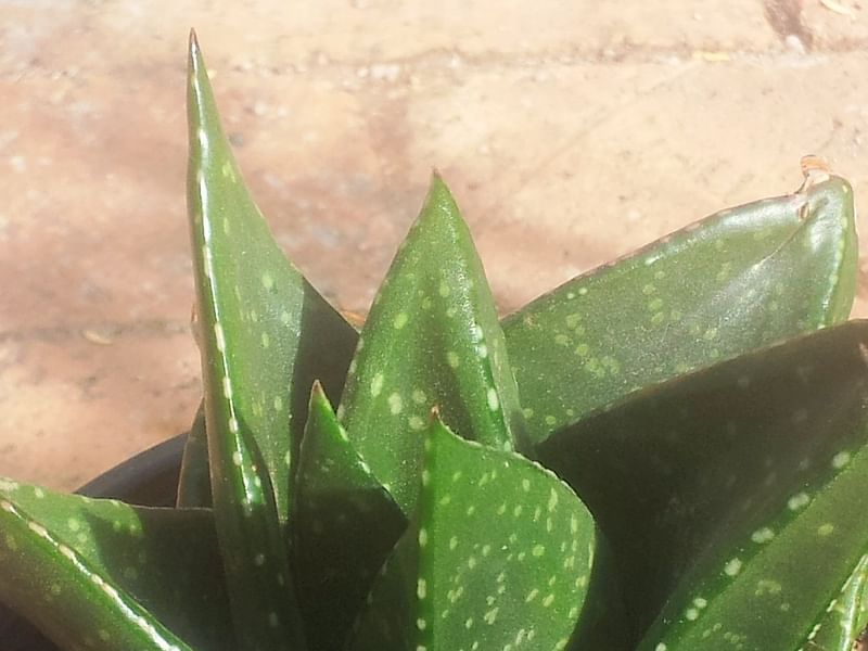 Gasteria Nitida Var. Nitida | Gasteria | Aloaceae