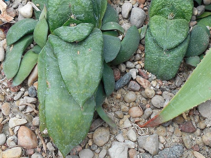 Gasteria Nitida Var. Nitida | Gasteria | Aloaceae