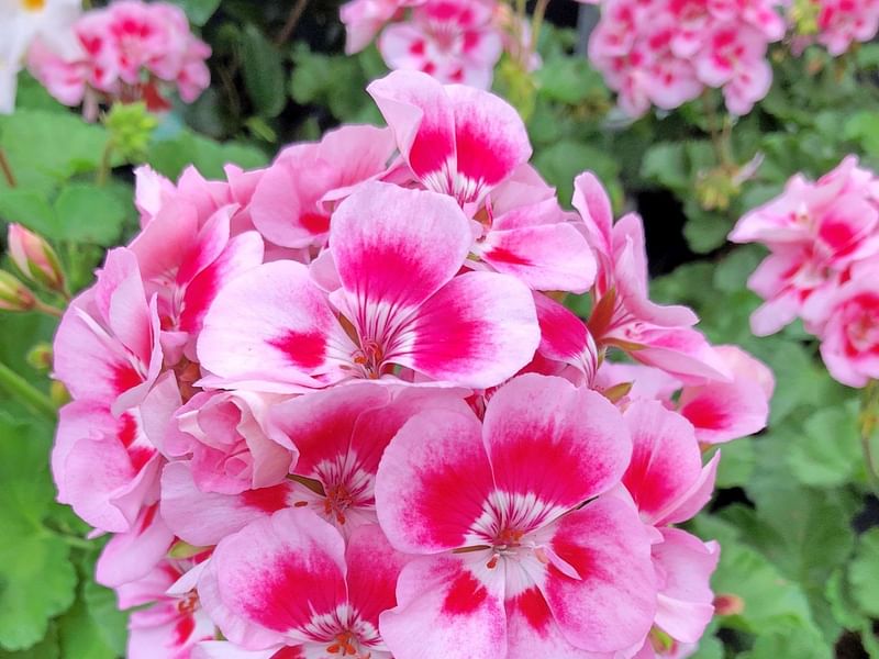 Geranium | Geraniaceae