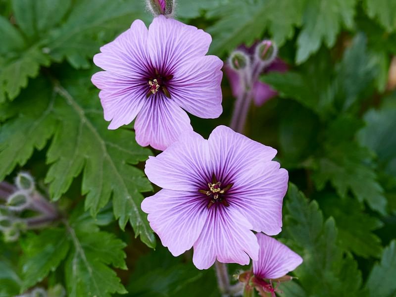 Geranium Maderense | Geranium | Geraniaceae