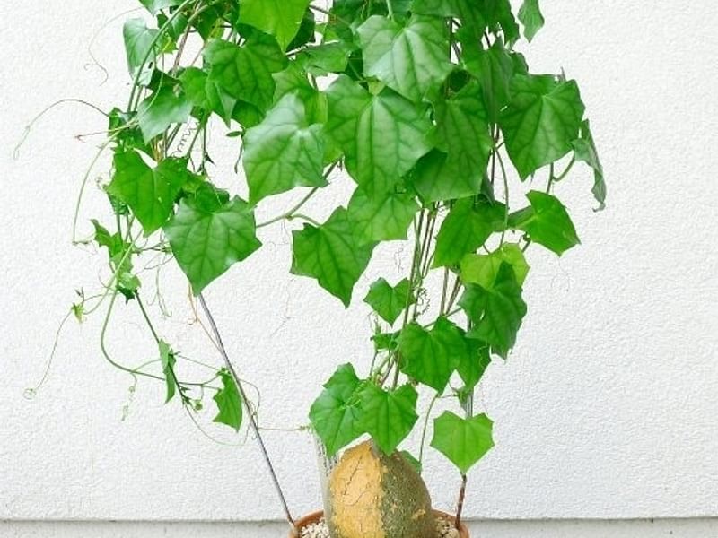 Gerraranthus Macrorhizus Tuber | Cucurbitaceae