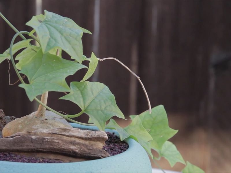 Gerraranthus Macrorhizus Tuber | Cucurbitaceae