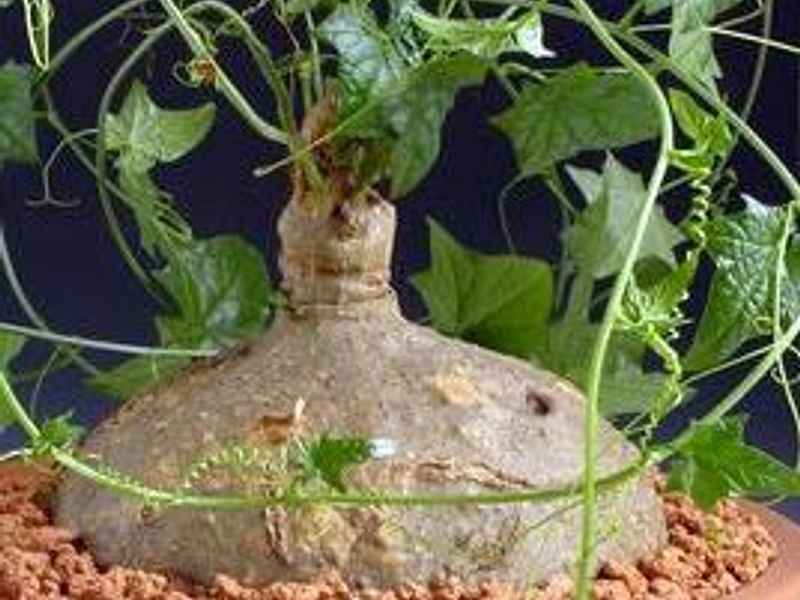 Gerraranthus Macrorhizus Tuber | Cucurbitaceae