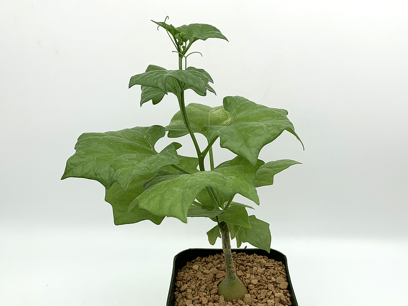 Gerraranthus Macrorhizus Tuber | Cucurbitaceae