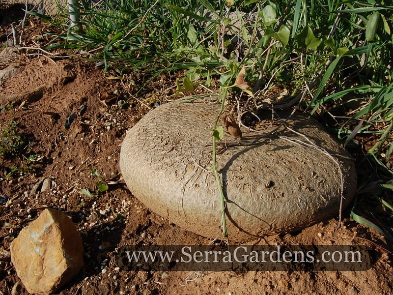 Gerraranthus Macrorhizus Tuber | Cucurbitaceae