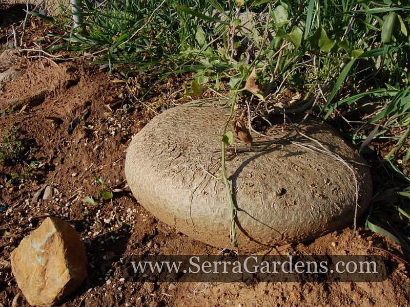 Gerraranthus Macrorhizus Tuber | Cucurbitaceae