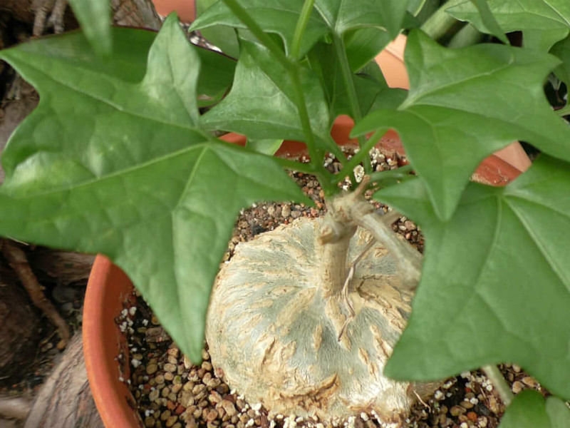 Gerraranthus Macrorhizus Tuber | Cucurbitaceae