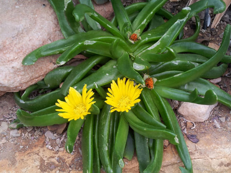Glottiphyllum Longum Syn. G. Propinquum | Glottiphyllum | Aizoaceae