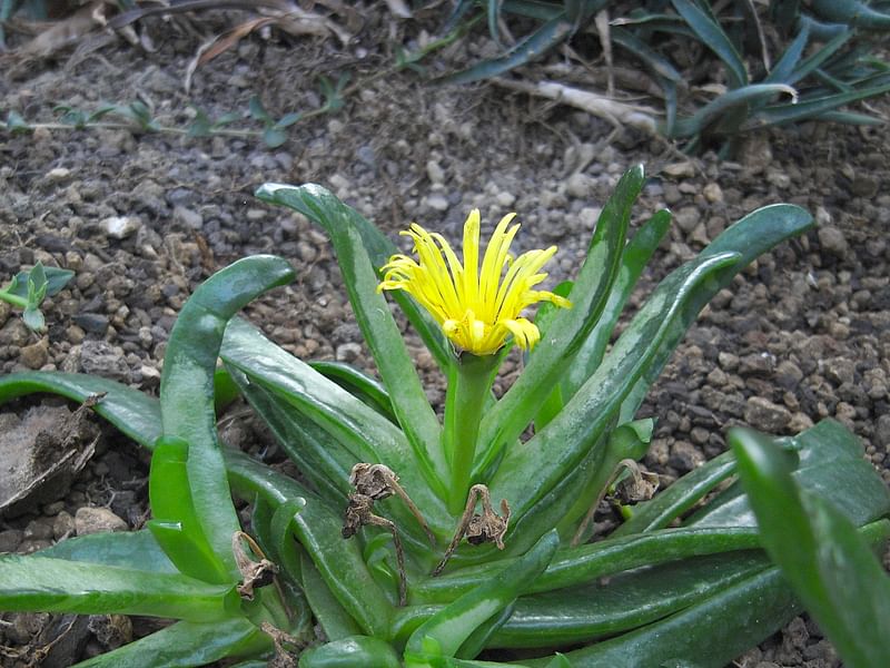 Glottiphyllum Longum Syn. G. Propinquum | Glottiphyllum | Aizoaceae