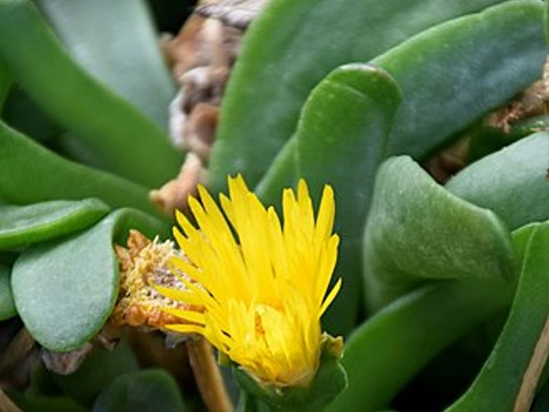 Glottiphyllum Longum Syn. G. Propinquum | Glottiphyllum | Aizoaceae