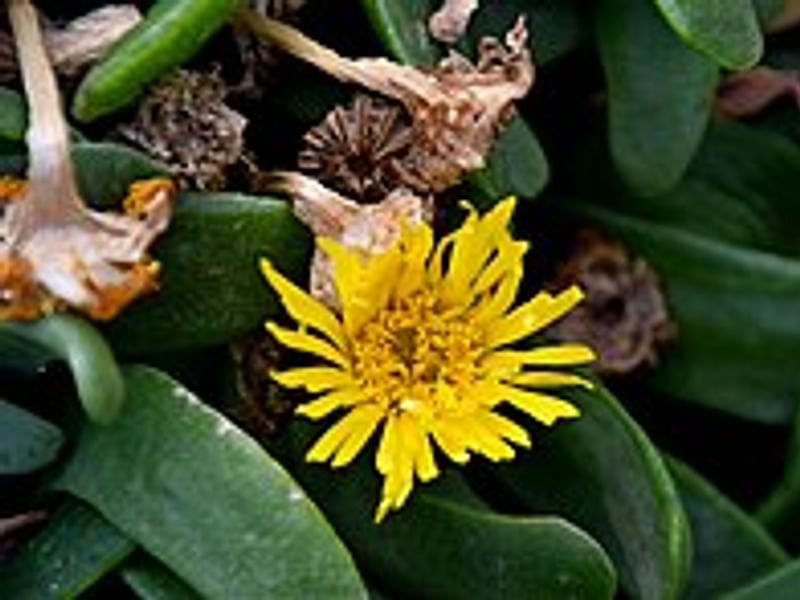 Glottiphyllum Longum Syn. G. Propinquum | Glottiphyllum | Aizoaceae