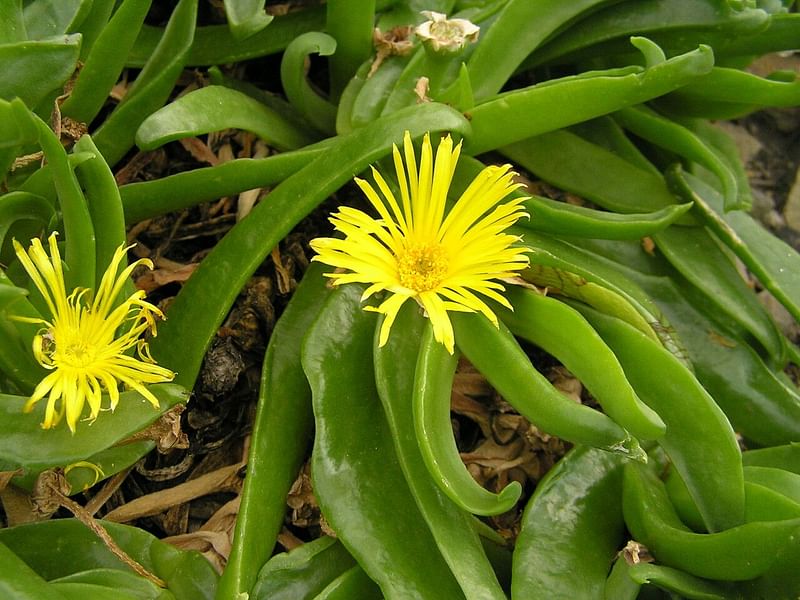 Glottiphyllum Longum Syn. G. Propinquum | Glottiphyllum | Aizoaceae