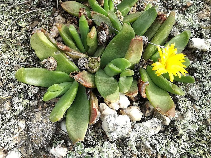 Glottiphyllum Longum Syn. G. Propinquum | Glottiphyllum | Aizoaceae