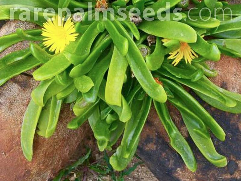 Glottiphyllum Longum Syn. G. Propinquum | Glottiphyllum | Aizoaceae