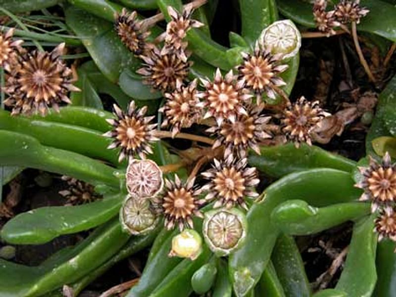 Glottiphyllum Longum Syn. G. Propinquum | Glottiphyllum | Aizoaceae