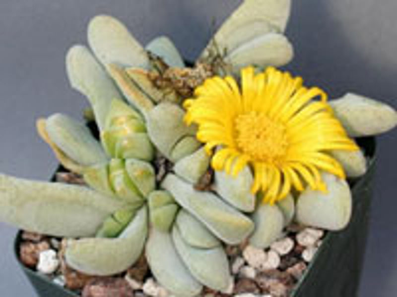 Glottiphyllum Oligocarpum | Glottiphyllum | Aizoaceae