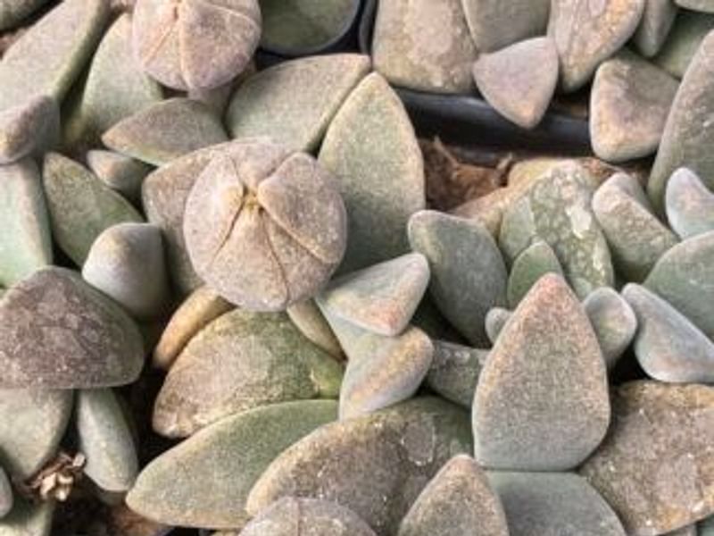Glottiphyllum Oligocarpum | Glottiphyllum | Aizoaceae