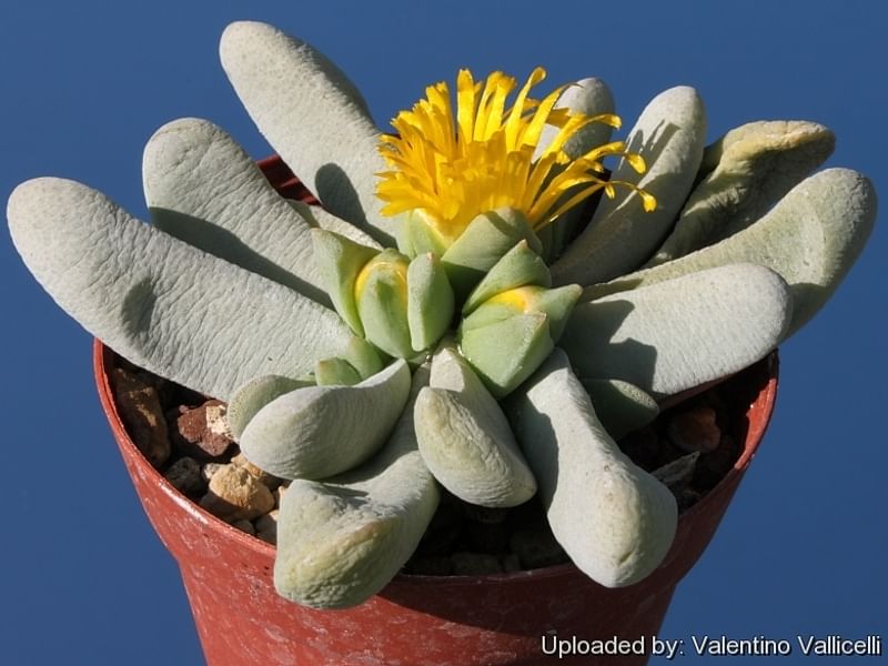 Glottiphyllum Oligocarpum | Glottiphyllum | Aizoaceae