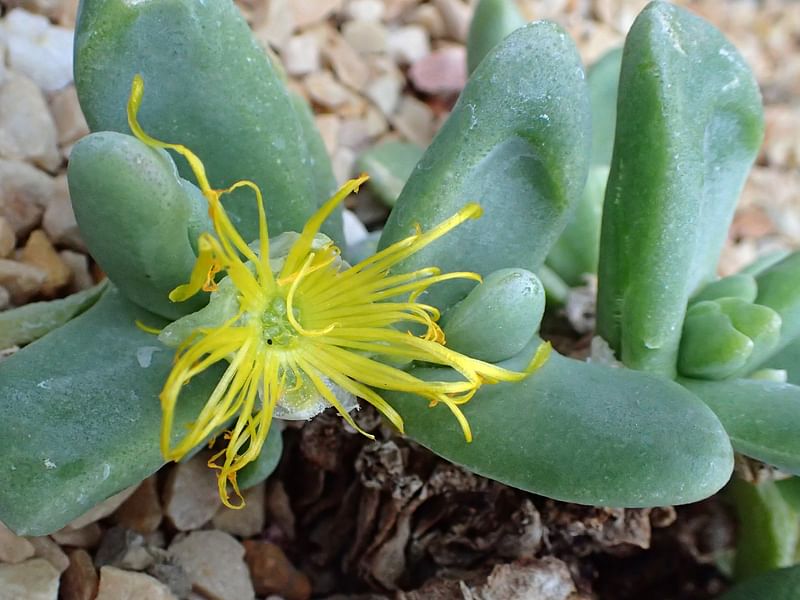 Glottiphyllum Oligocarpum | Glottiphyllum | Aizoaceae