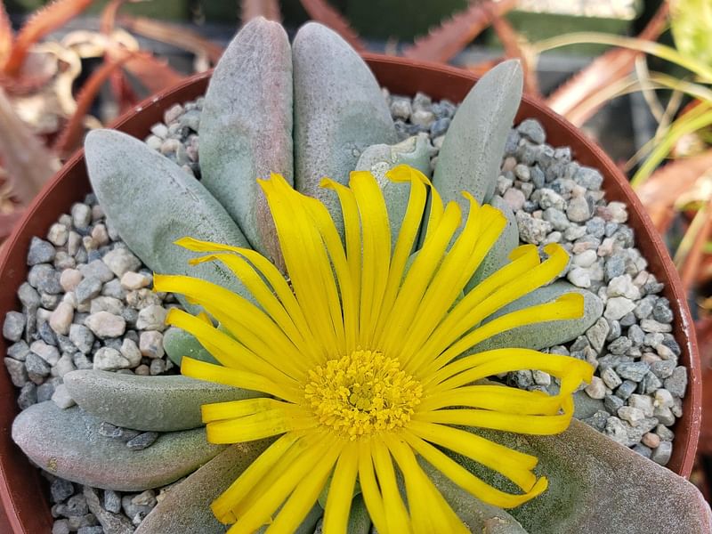 Glottiphyllum Oligocarpum | Glottiphyllum | Aizoaceae