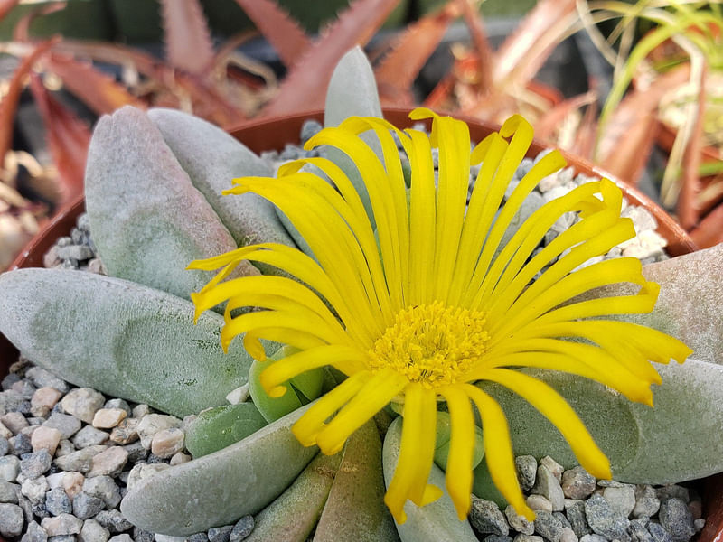 Glottiphyllum Oligocarpum | Glottiphyllum | Aizoaceae