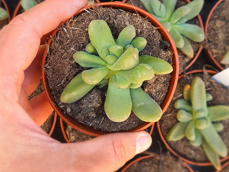 Glottiphyllum Oligocarpum | Glottiphyllum | Aizoaceae