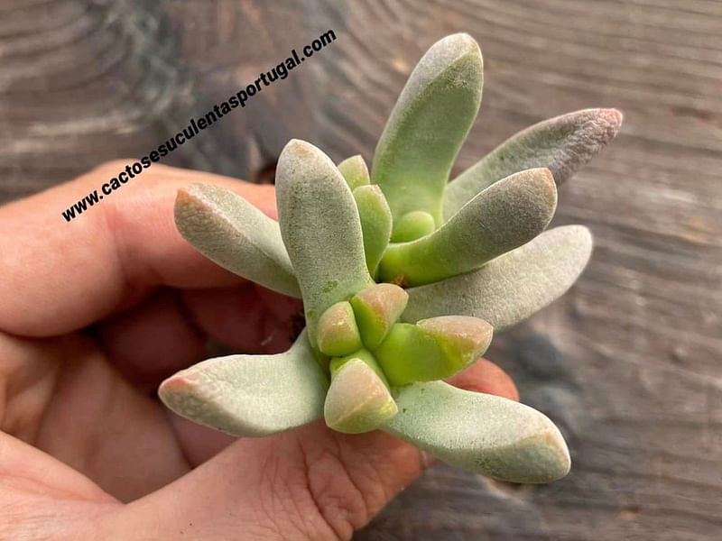 Glottiphyllum Oligocarpum | Glottiphyllum | Aizoaceae