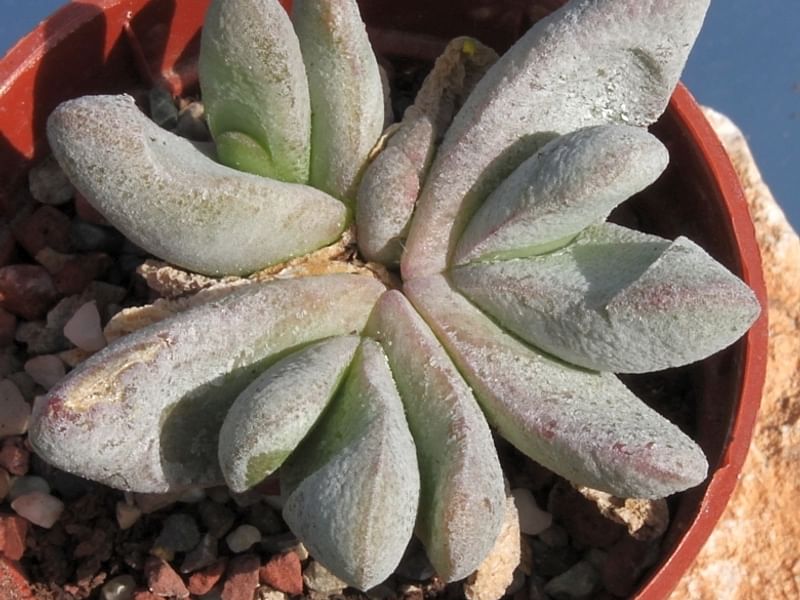 Glottiphyllum Oligocarpum | Glottiphyllum | Aizoaceae