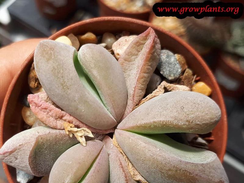 Glottiphyllum Oligocarpum | Glottiphyllum | Aizoaceae