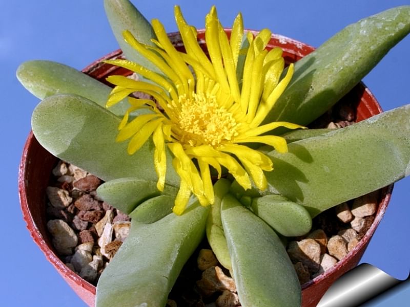 Glottiphyllum Oligocarpum | Glottiphyllum | Aizoaceae
