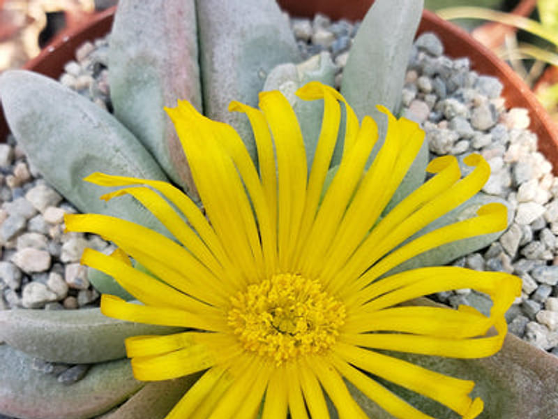 Glottiphyllum Oligocarpum | Glottiphyllum | Aizoaceae