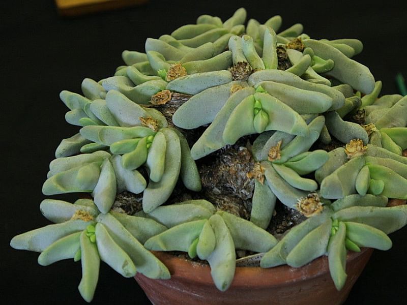Glottiphyllum Oligocarpum | Glottiphyllum | Aizoaceae