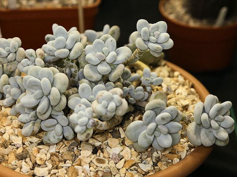 Glottiphyllum Oligocarpum | Glottiphyllum | Aizoaceae