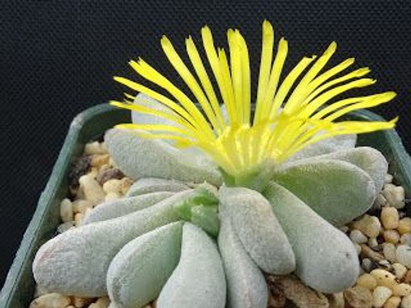 Glottiphyllum Oligocarpum | Glottiphyllum | Aizoaceae