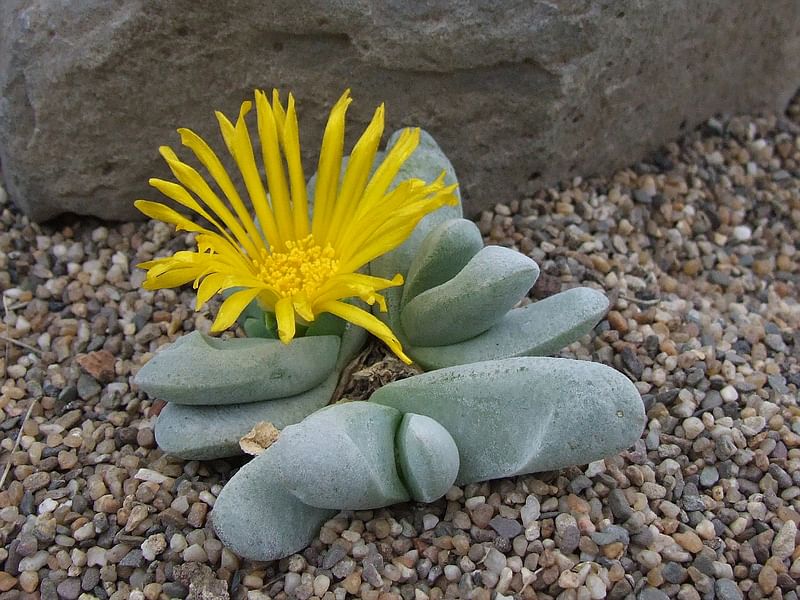 Glottiphyllum Oligocarpum | Glottiphyllum | Aizoaceae